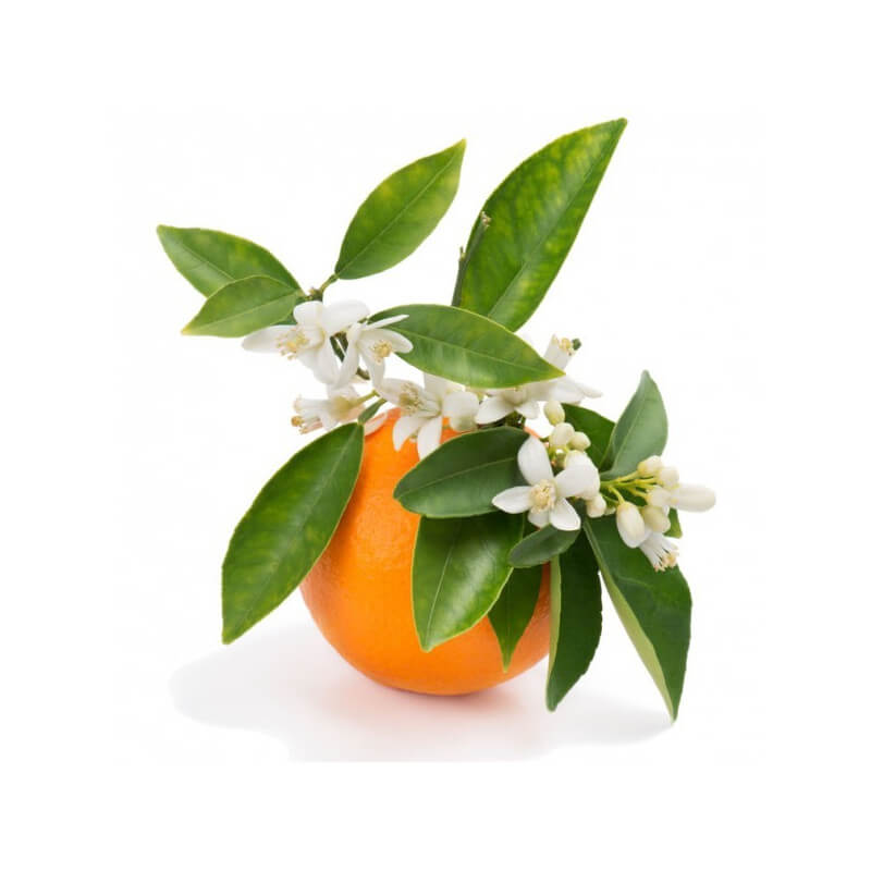 Orange Blossom